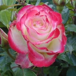 Rosa Jubile du Prince de Monaco